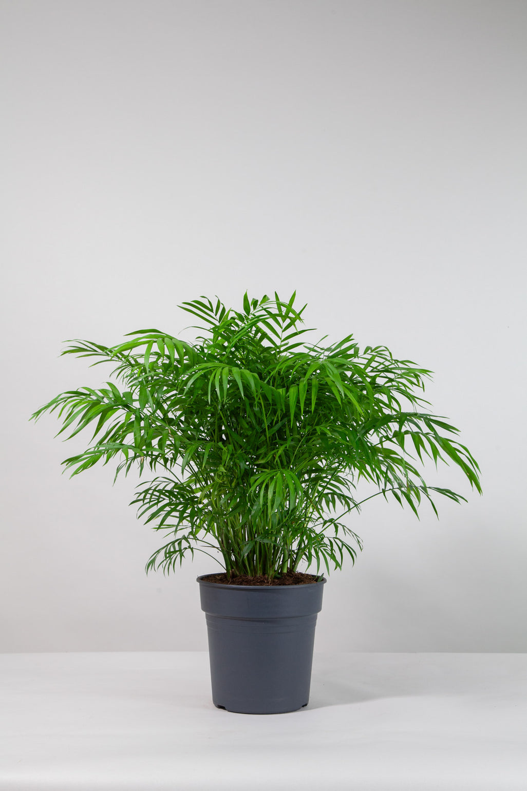 files/IndoorPlants-StudioShots13.11.2023-628.jpg
